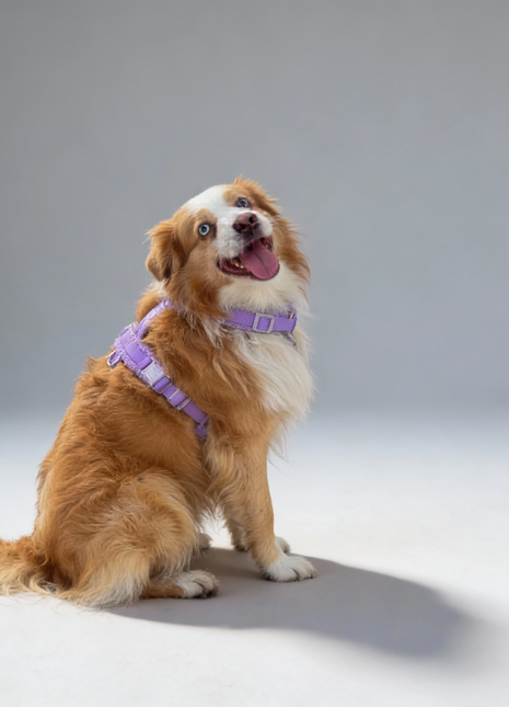 Hundegeschirr-Set Teddy Violett - XLchoice