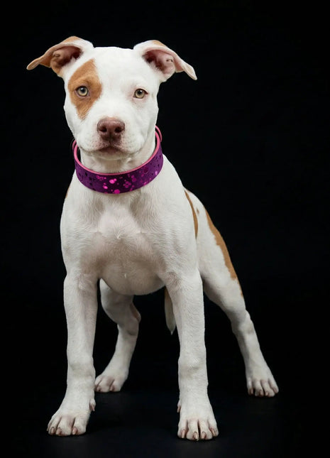 Viola Drops Collar - xlchoice.com