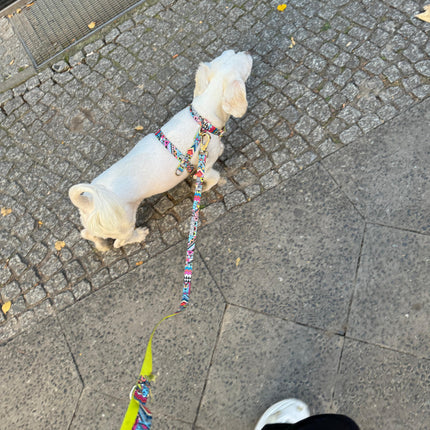 Hundegeschirr Ethnic-Vibrance-1