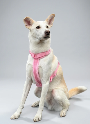 Hundesele-sæt Teddy lyserød-1