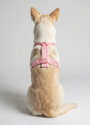 Hundesele-sæt Teddy Rosa-2