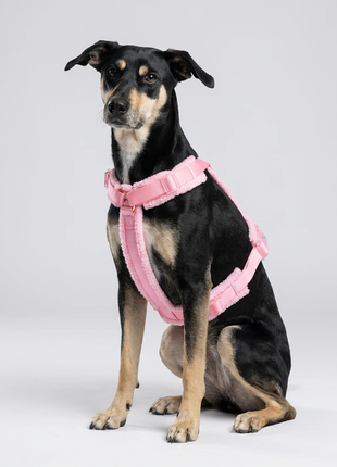 Hundesele-sæt Teddy Rosa-3