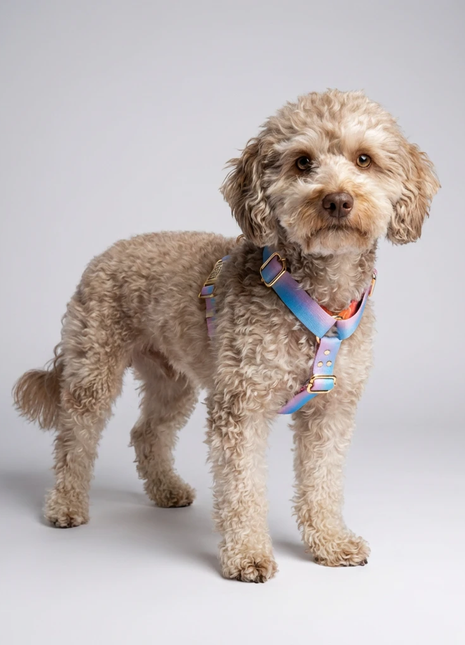 Hundesele Aurora - XLchoice