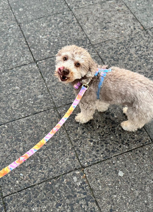 Leine Aurora, farverigt mønster, 1,1 m lang, snor fra Woofy Hund