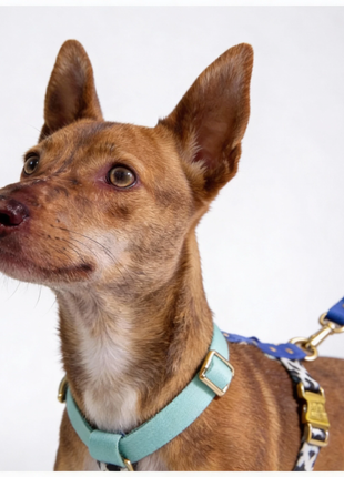 Hundesele Blueberry - XLchoice