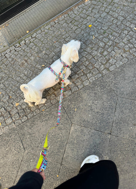 Hundesele Ethnic-Vibrance-1