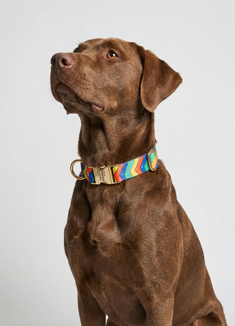 Festivalhalsbånd fra Woofy til hund i farverigt chevronmønster med guldfarvede beslag