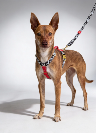 Hundesele Rouge - XLchoice