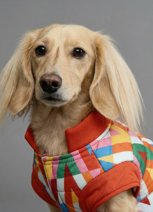 Color Splash vandtæt pufferjakke til hunde i farverigt patchwork-design, båret af en hund