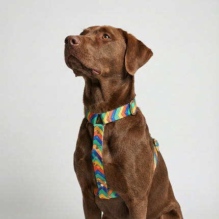 Hundegeschirr Festival-1